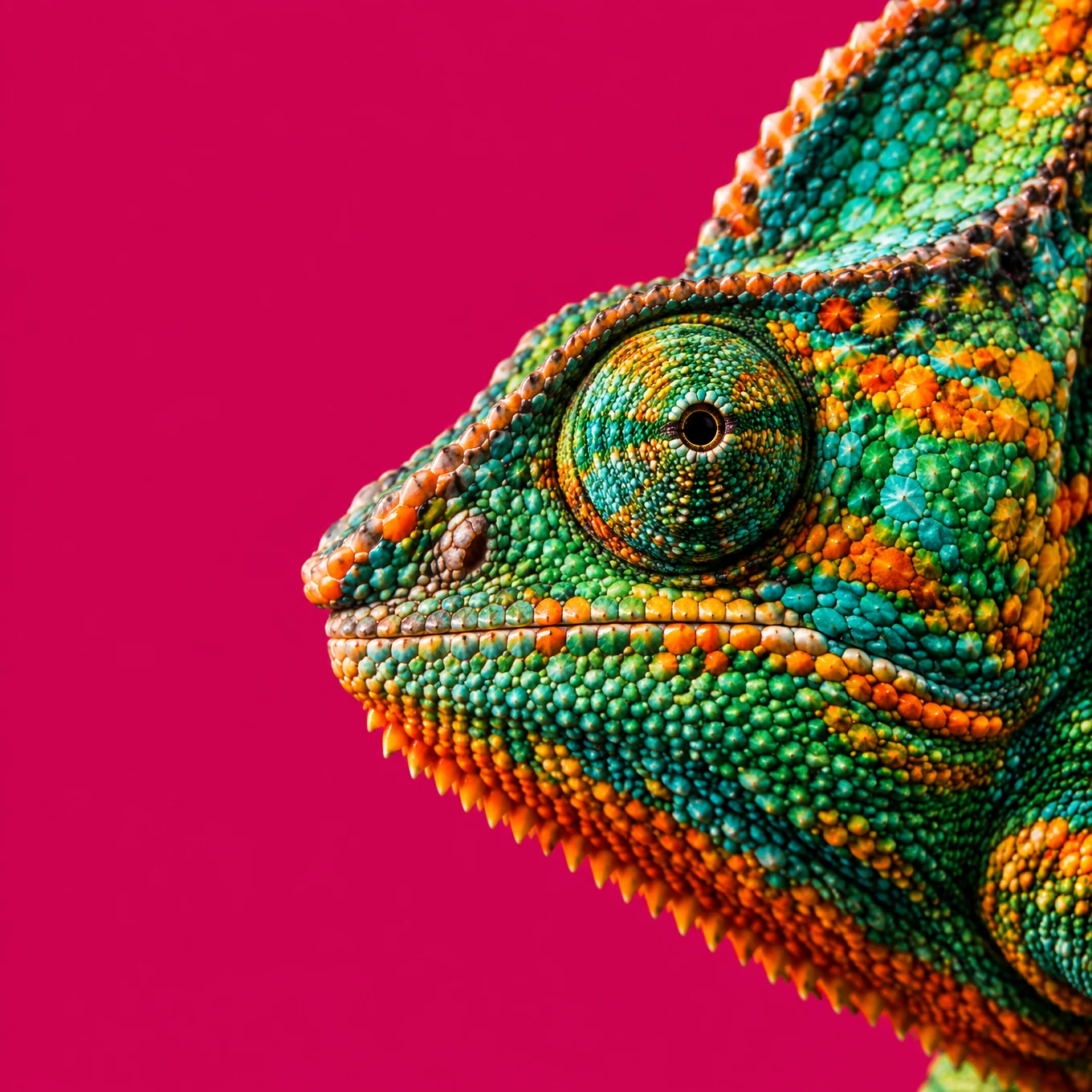 Close-up of a chameleon's head in emerald, turquoise and tangerine scales against a hot magenta background